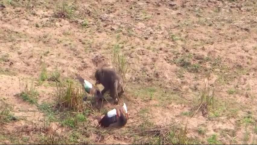 Video - Khỉ đầu chó bất chấp nguy hiểm để cướp trứng ngỗng và cái kết bất ngờ