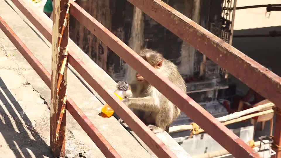 Video - Clip: Khỉ hoang giật chai nước và có hành động như con người