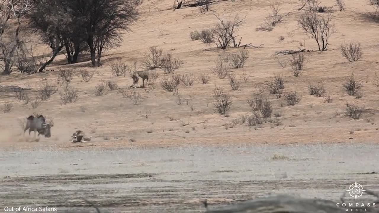 Video - Clip: Linh dương đầu bò tử chiến 3 con báo săn giải cứu con non và cái kết