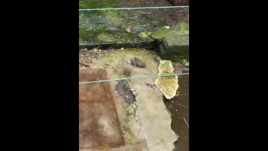Video - Clip: Chuột liều lĩnh tấn công gà và cái kết bi thương
