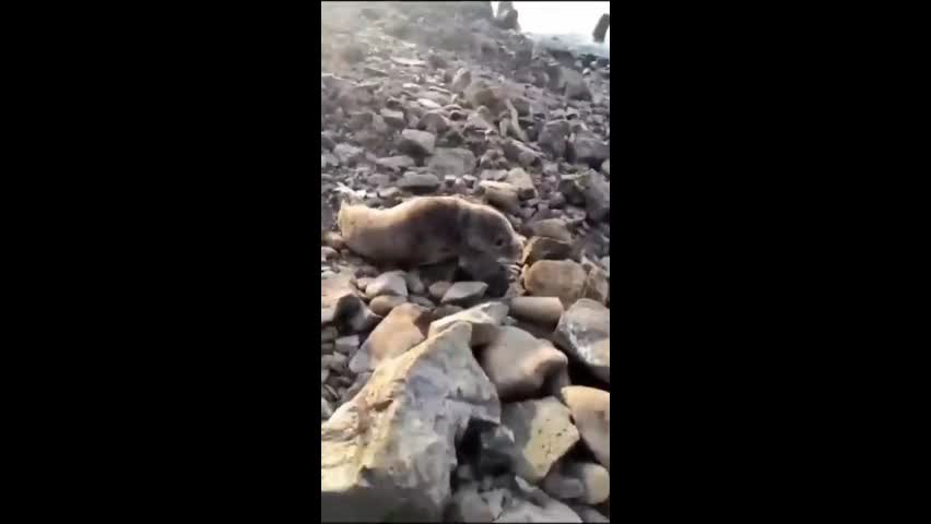 Video - Clip: Hải cẩu con bị mất nước và yếu ớt được người dân cứu kịp thời