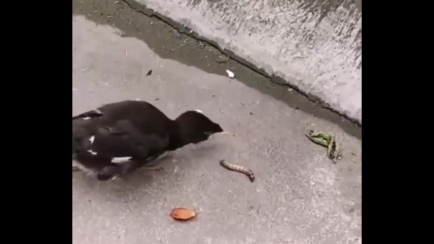 Video - Clip: Chim non bối rối khi tự kiếm ăn lần đầu