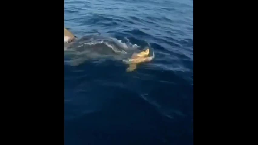 Video - Clip: Cuộc rượt đuổi đầy kịch tính giữa cá mập và rùa biển