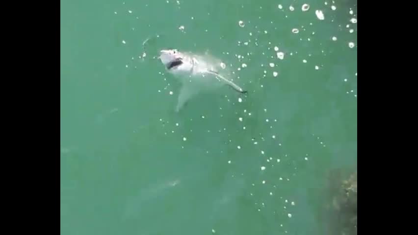 Video - Clip: Người đàn ông dũng cảm lại gần giải cứu cá mập trắng lớn mắc câu