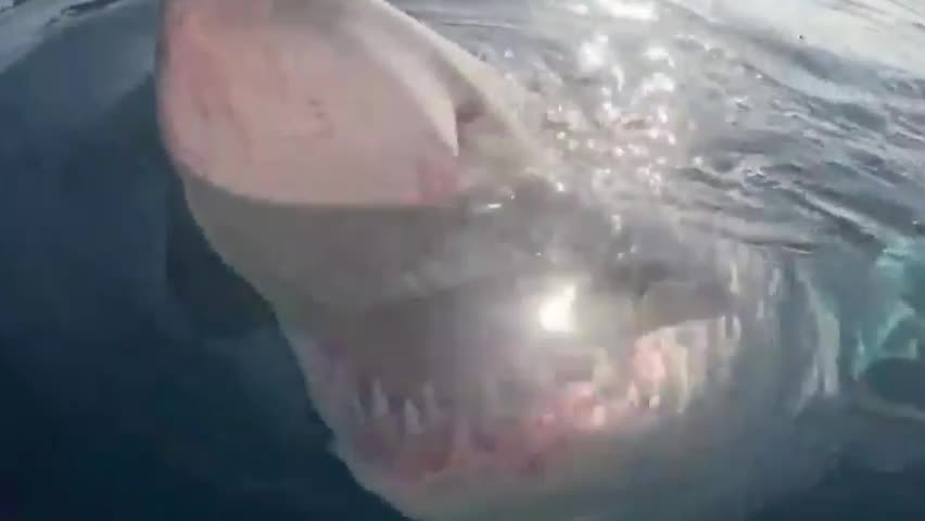 Video - Clip: Cuộc chạm trán giữa người chèo thuyền và cá mập trắng lớn