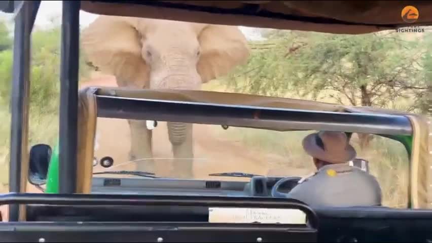 Đời sống - Hướng dẫn viên dũng cảm đối đầu voi hung hãn để cứu du khách