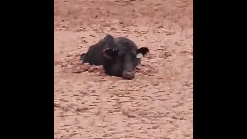 Video - Clip: Giải cứu con bò tưởng đã chết bị mắc kẹt trong bùn