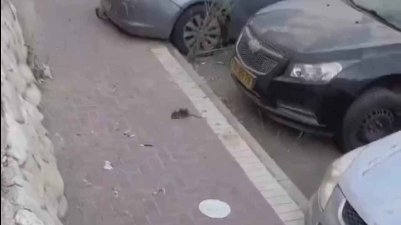 Video - Clip: Kỳ lạ cảnh tượng con chuột bị đàn ong vây hãm
