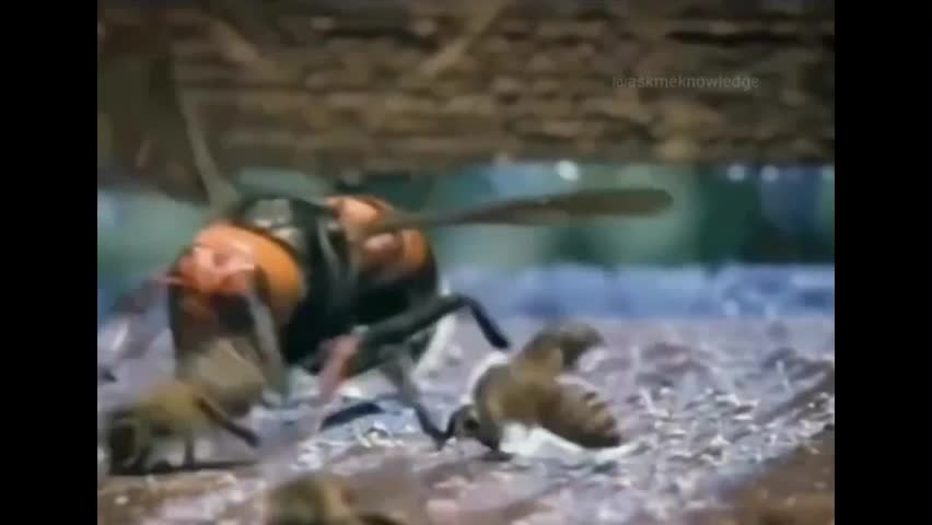 Video - Clip: Ong bắp cày tấn công vào tổ ong mật và cái kết bất ngờ