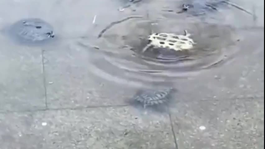 Video - Clip: Đàn rùa hợp sức cứu đồng loại bị lật ngửa