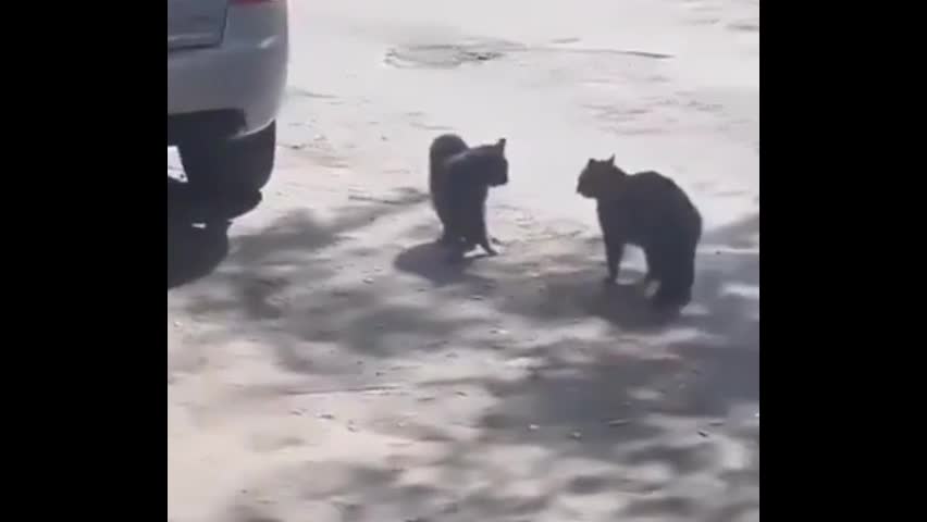 Video - Clip: Quạ 'xúi giục' mèo đánh nhau khiến dân mạng thích thú