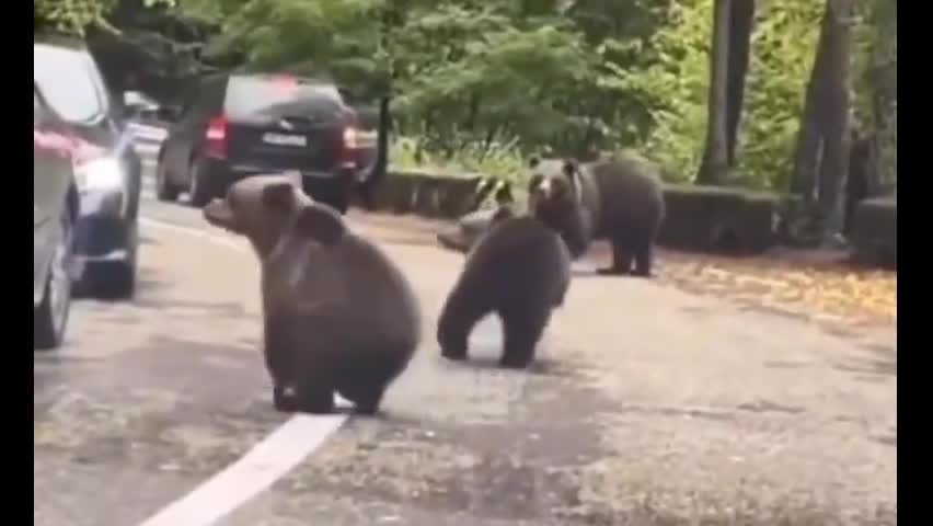 Video - Clip: Kinh ngạc người đàn ông liều lĩnh đập tay với gấu hoang dã