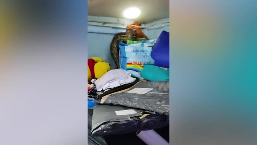 Video - Clip: Kinh hoàng trăn dài hơn 3m đột nhập phòng ngủ của một gia đình