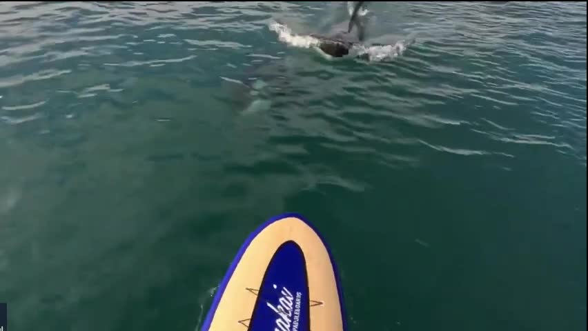 Video - Clip: Kinh ngạc cá voi sát thủ bơi ngay gần người đàn ông chèo ván