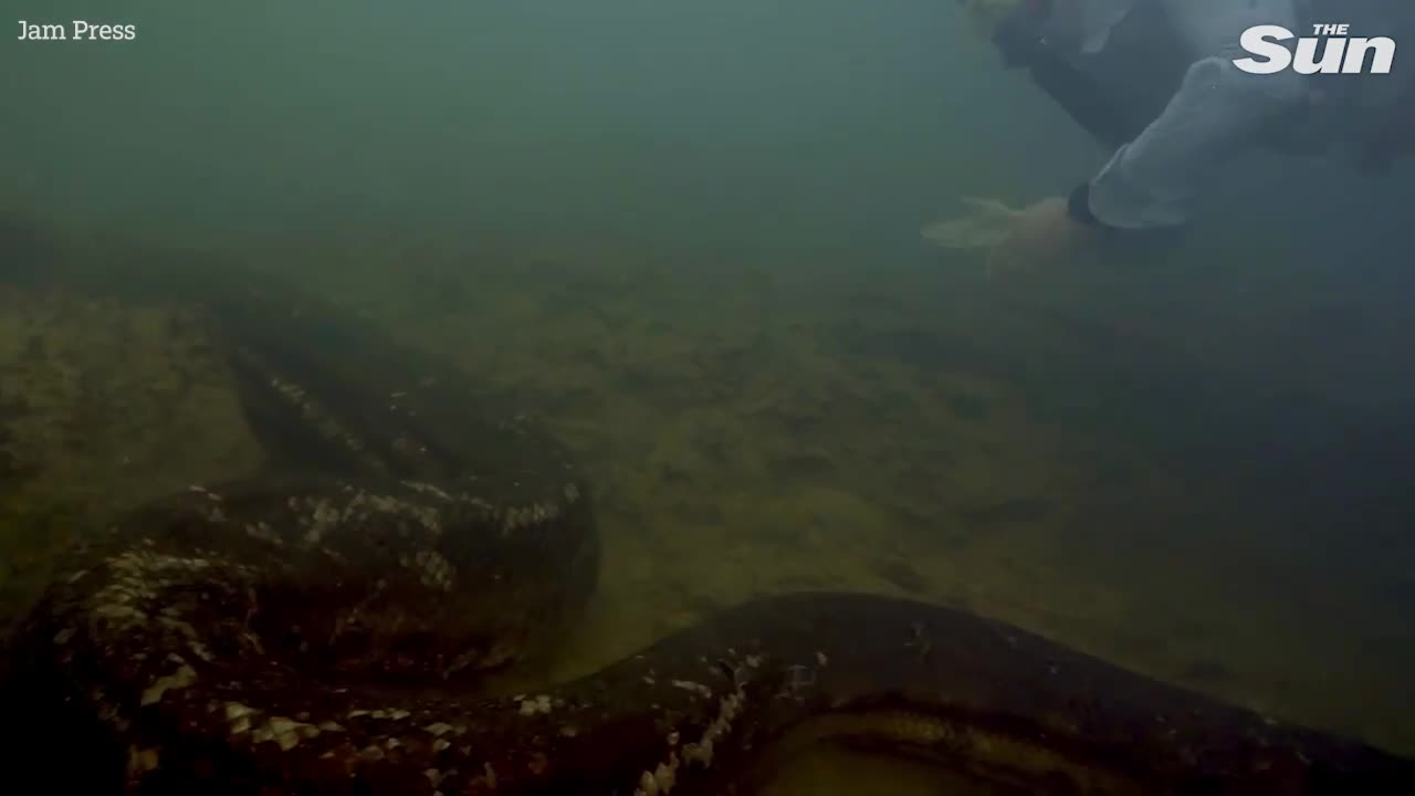 Video - Phát hiện trăn Anaconda khổng lồ dài 8 mét, nặng 200kg chết trên sông