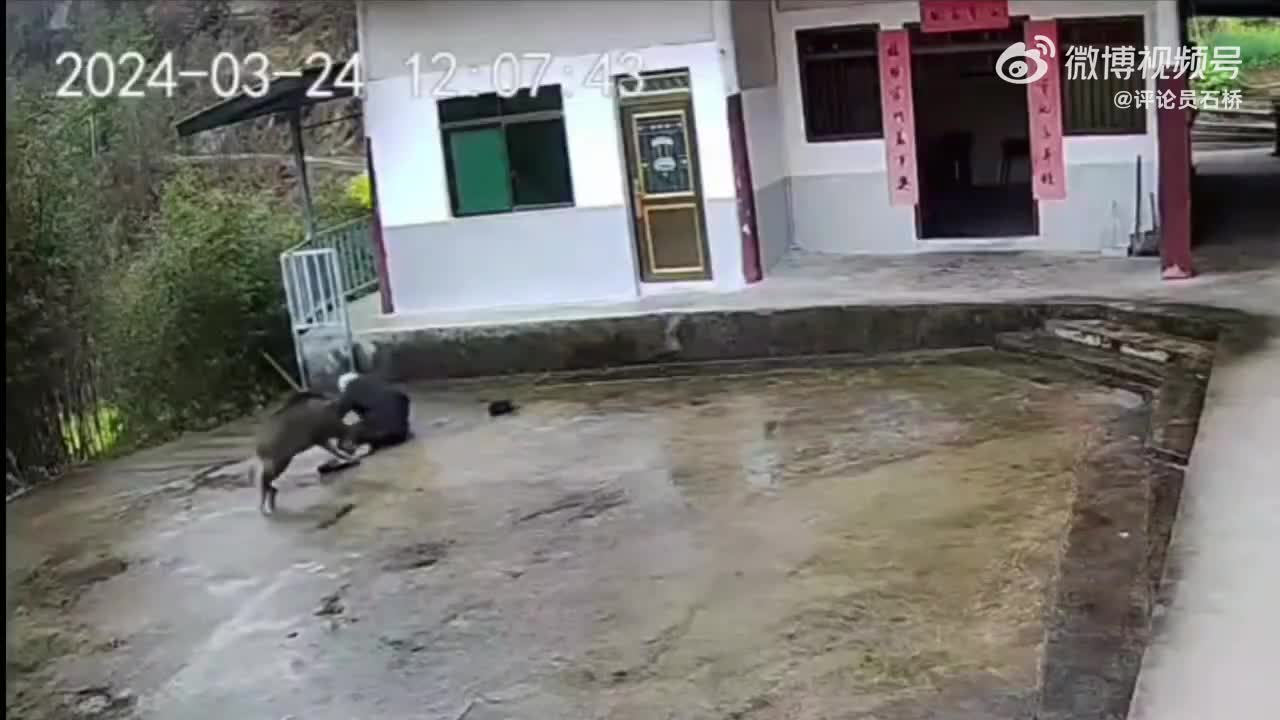 Video - Clip: Cụ ông 70 tuổi bị lợn rừng cắn, tấn công ngay trong sân nhà