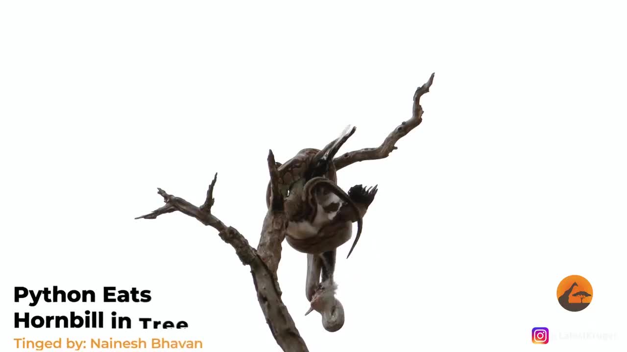 Video - Nhìn lên ngọn cây, người đàn ông vô tình nhìn thấy cảnh đáng sợ