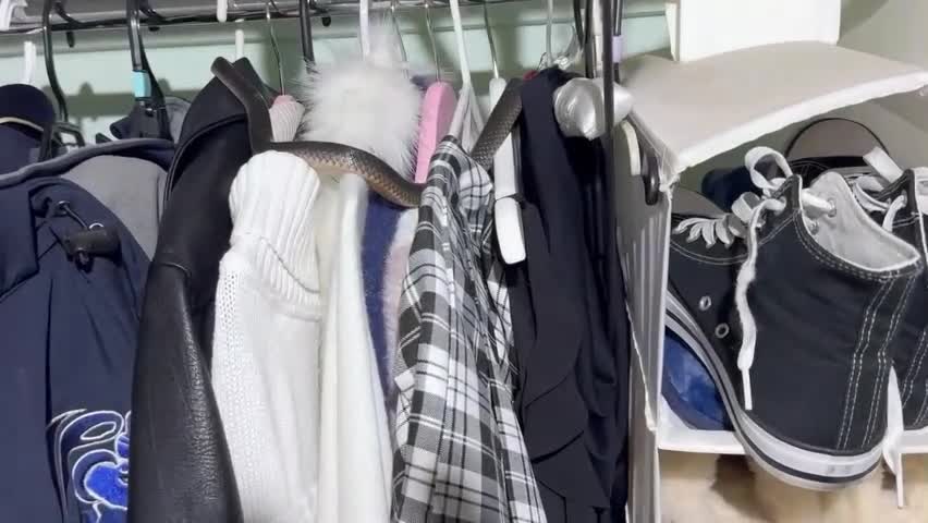 Video - Clip: Kinh hoàng phát hiện rắn độc trong tủ quần áo