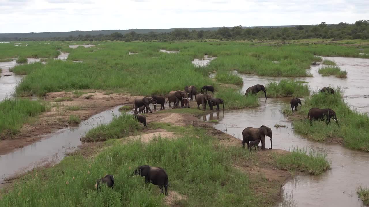 Video - Clip: Phát hiện chú voi con có màu hồng cực hiếm gặp