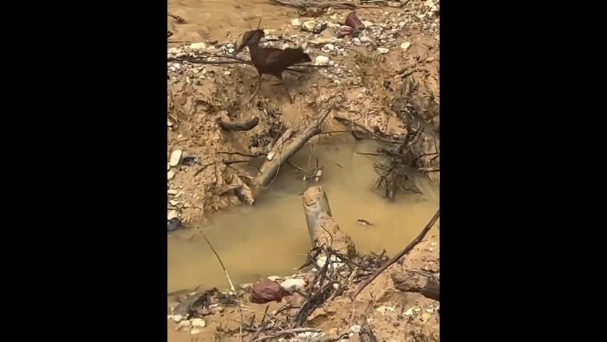 Video - Clip: Cò đầu búa đang săn mồi thì gặp rắn và cái kết bất ngờ