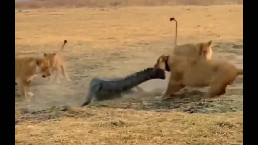 Video - Clip: Kinh hoàng cá sấu đụng độ đàn sư tử ở trên cạn