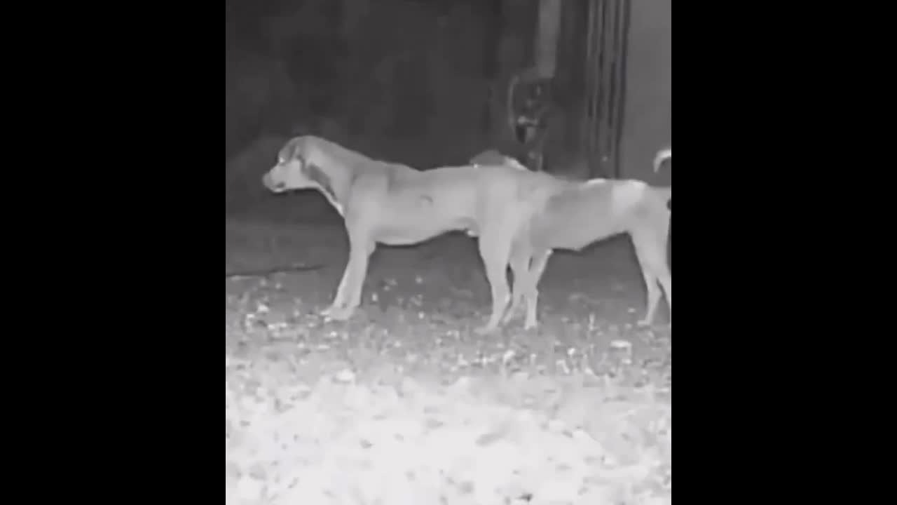 Video - Clip: Ba con chó dũng cảm đối đầu với cá sấu