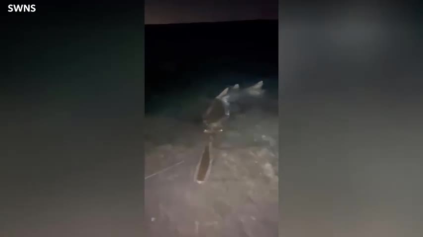 Video - Clip: Hai ngư dân hét lên khi câu được con cá khổng lồ nặng hơn 300kg