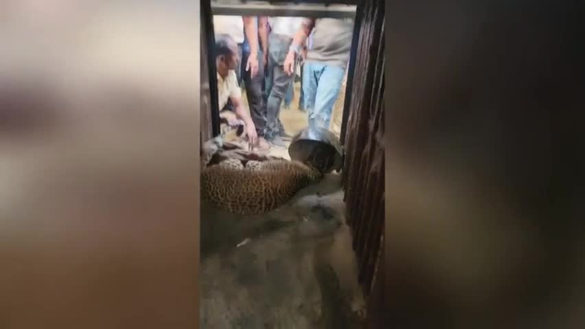 Video - Clip: Giải cứu con báo bị kẹt đầu trong chiếc bình kim loại