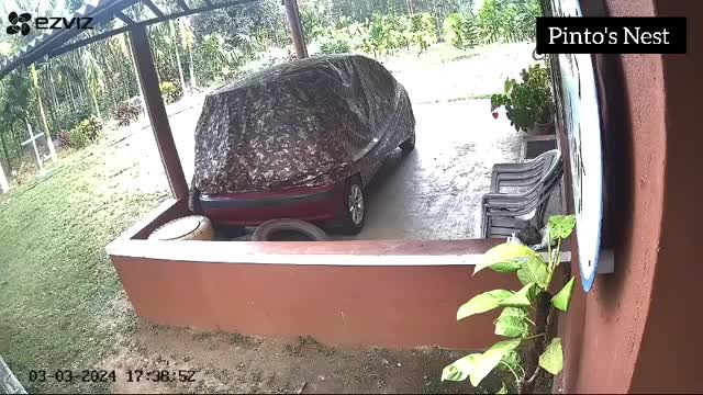 Video - Clip: Bị voi tấn công, người đàn ông sợ hãi chui vào gầm ô tô