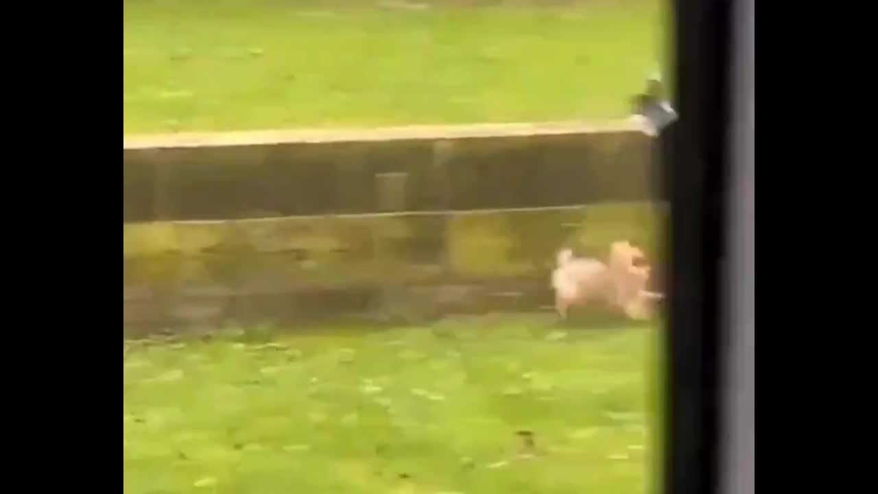 Video - Clip: Chó chạy “té khói” khi bị chim quay ngược lại truy đuổi