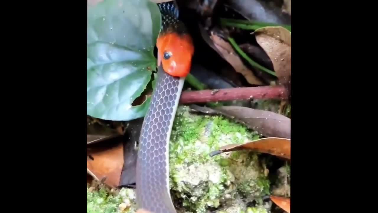 Video - Clip: Kinh hoàng rắn san hô xanh nuốt chửng con mồi trong giây lát
