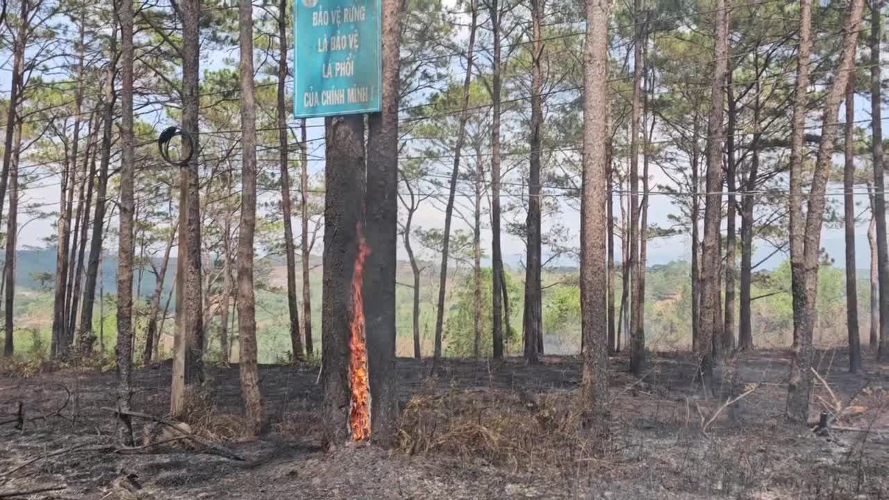 Môi trường - Đắk Nông thông tin vụ cháy rừng thông (Hình 4).