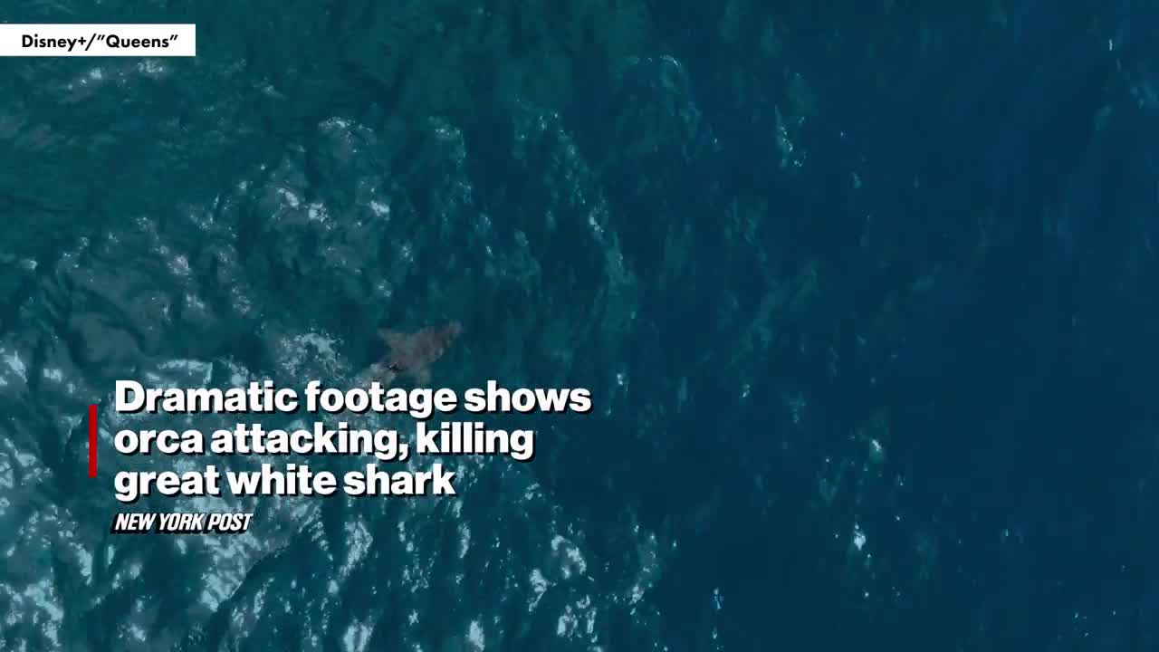 Video - Clip: Cá voi sát thủ 60 tuổi tung đòn giết chết cá mập trắng