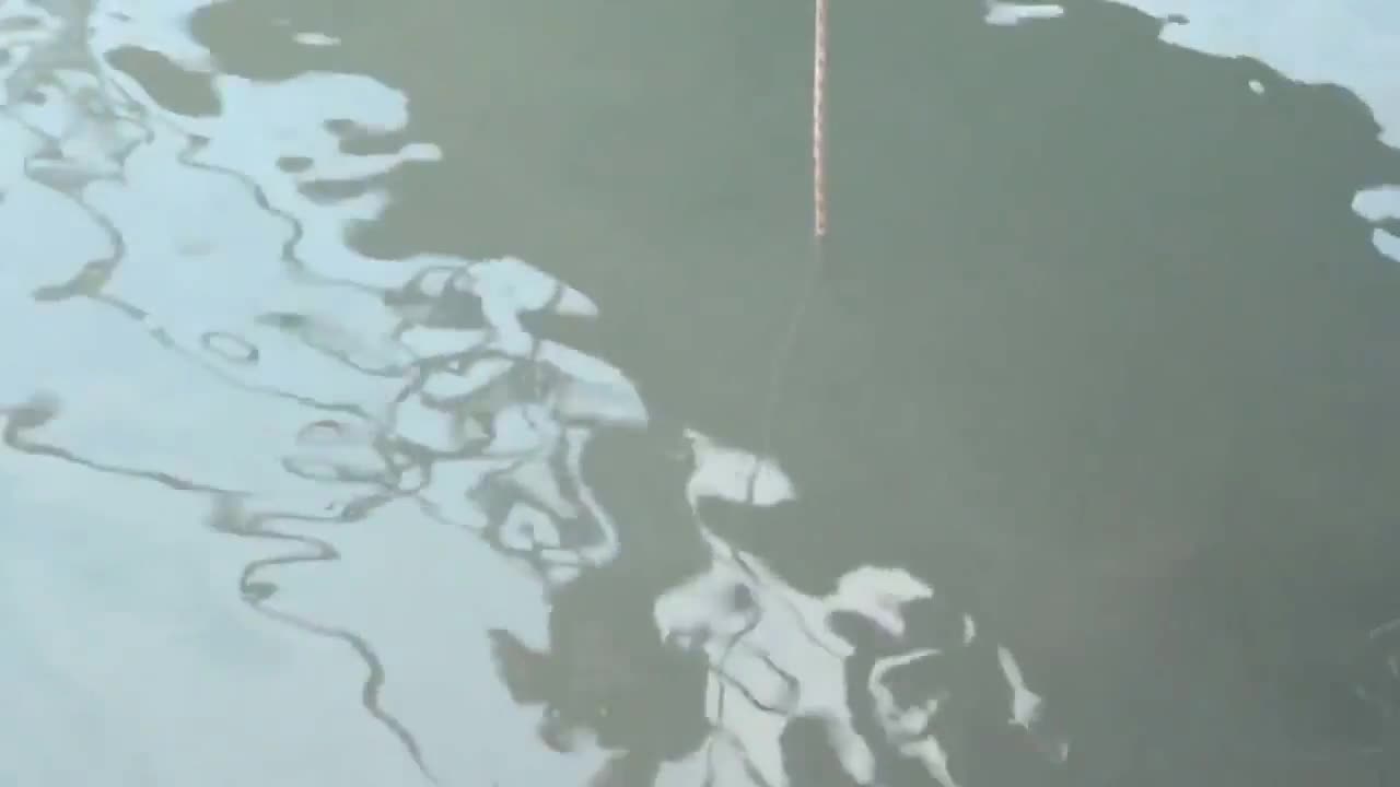 Video - Clip: Cận cảnh màn câu 'quái vật' biển hung tợn dài 1mét, nặng 100kg