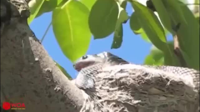 Video - Rắn độc tấn công chim non, chim mẹ điên cuồng tấn công để trả thù
