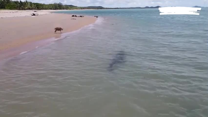 Video - Clip: Thót tim cá sấu rình rập chó đi dạo trên bãi biển