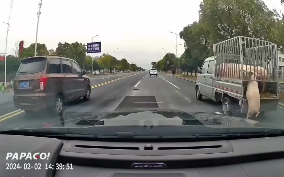 Video - Clip: Lợn bất ngờ rơi khỏi chiếc xe tải đang chạy trên đường