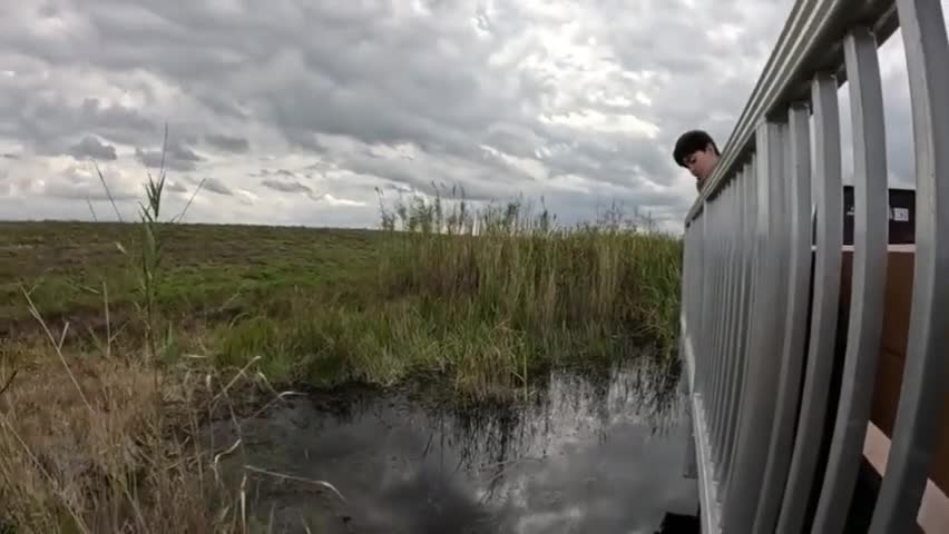 Video - Clip: Chạm trán cá sấu khổng lồ trong khu bảo tồn