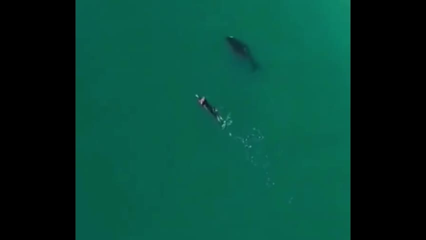 Video - Clip: Thót tim cảnh đàn cá voi sát thủ bơi áp sát người đi bơi