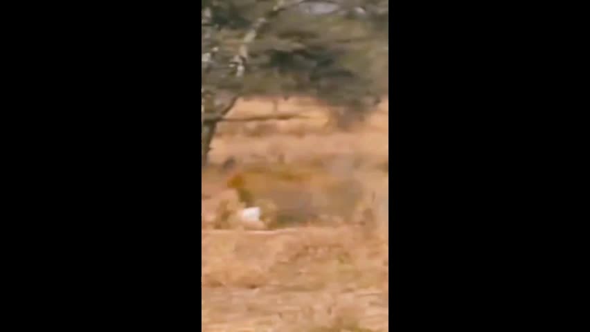 Video - Clip: Báo tăng tốc vẫn không thể thoát khỏi móng vuốt sư tử