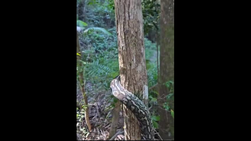 Video - Clip: Kinh ngạc khả năng leo cây 'thần sầu' của loài trăn