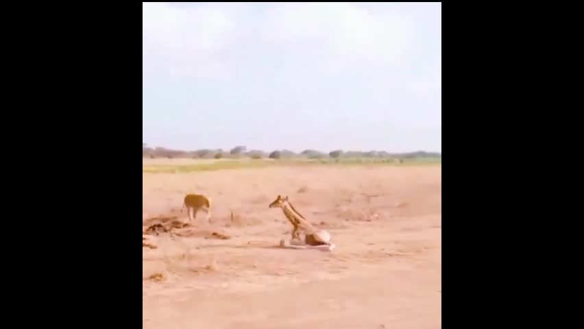 Video - Clip: Sư tử bắt hươu cao cổ con và cái kết bất ngờ