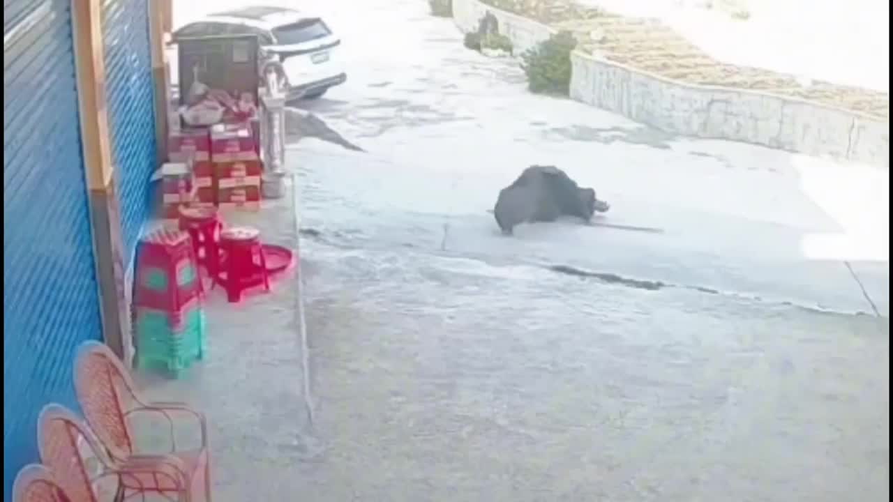 Video - Clip: Người đàn ông bị con lợn rừng húc ngã, tấn công giữa đường