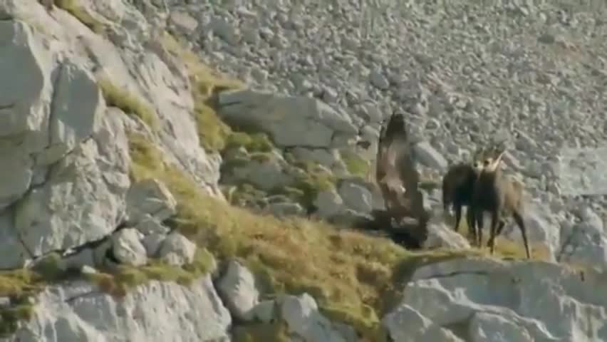 Video - Clip: Dê núi sử dụng mánh khóe ngoạn mục để thoát khỏi đại bàng
