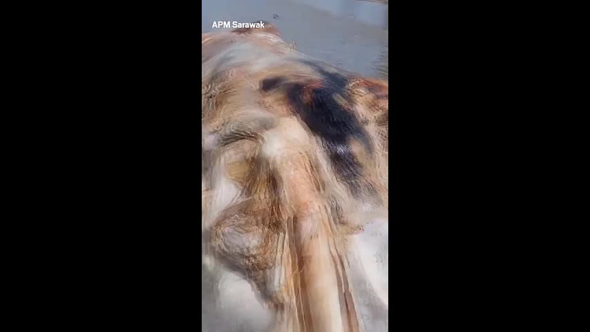 Video - Phát hiện 'khối thịt khổng lồ' bí ẩn trôi dạt vào bãi biển