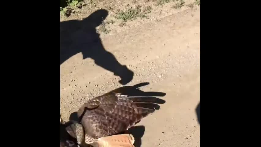 Video - Clip: Hi hữu diều hâu suýt chết sau khi bắt được rắn