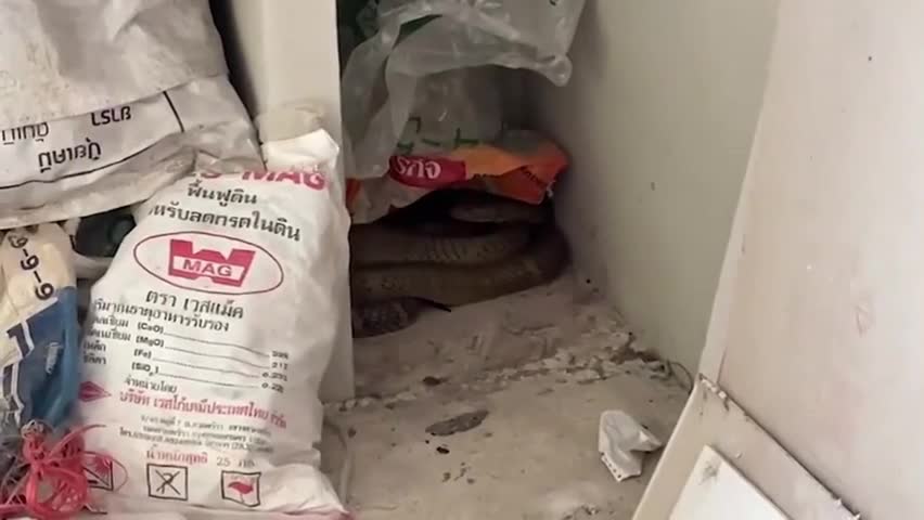 Kinh hoàng phát hiện 2 con rắn hổ mang chúa khủng ẩn trong nhà