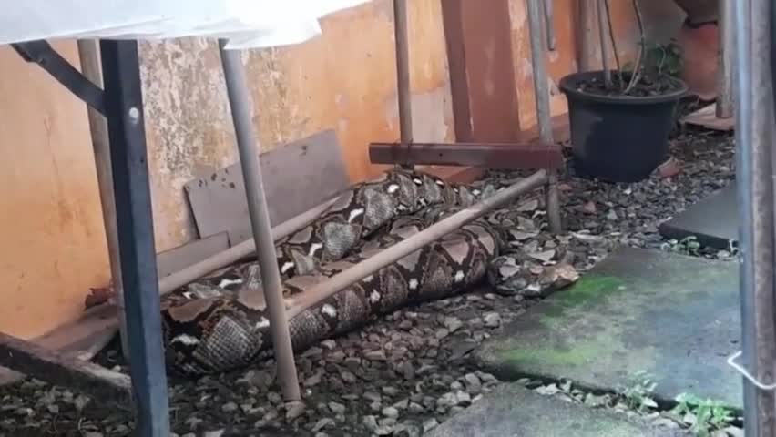 Video - Clip: Kinh hoàng trăn khổng lồ chui vào nhà dân