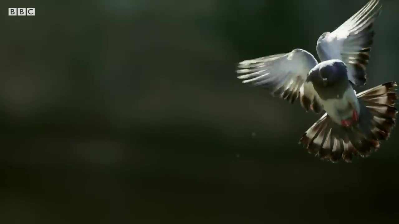Video - Clip: Cá trê khổng lồ lao lên khỏi mặt nước ăn thịt chim bồ câu