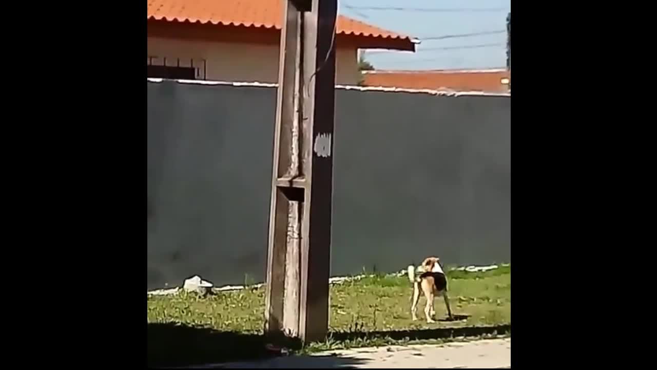 Video - Clip: Chú chó kiên trì trèo tường và cái kết không tưởng